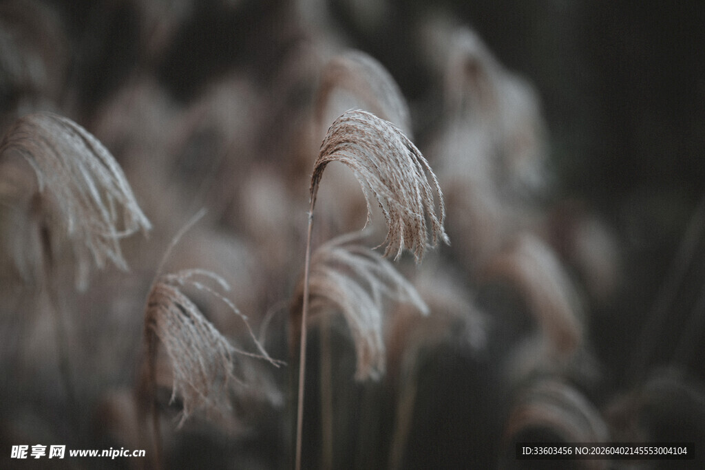 轻柔摇曳的蓬松蒲苇