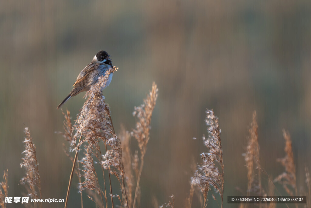 芦苇丛中栖息的小鸟