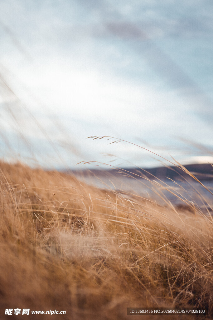 金黄草海与天际线美景