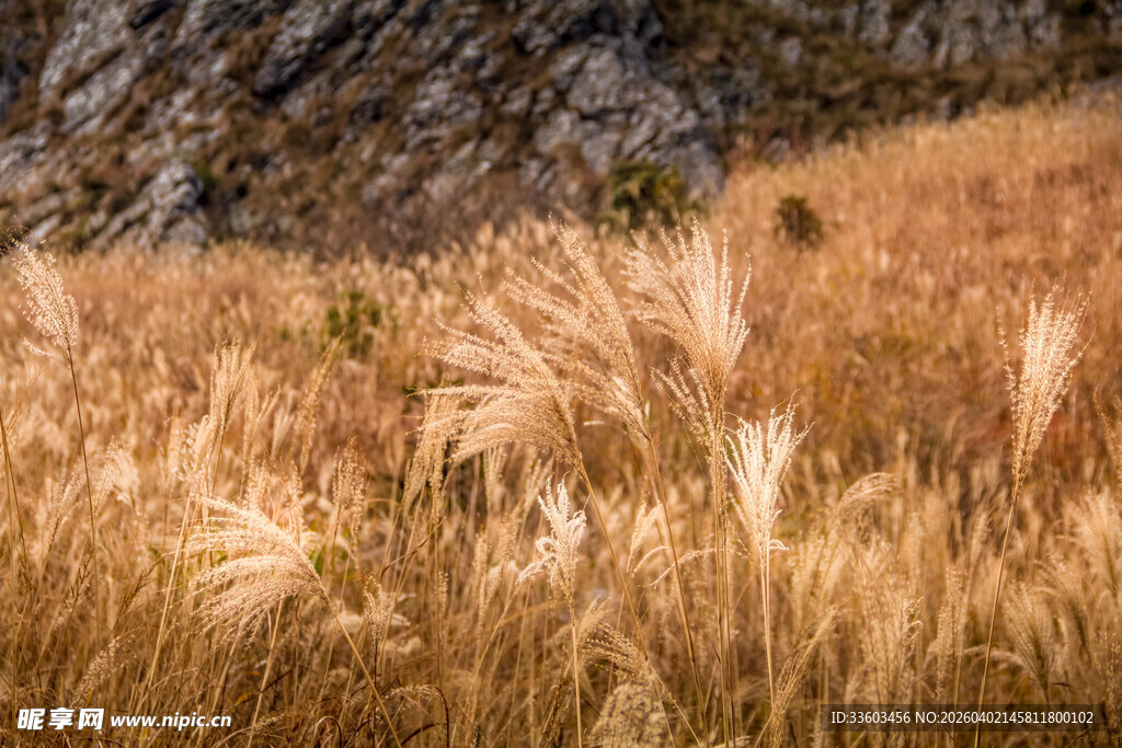 金黄芦苇荡