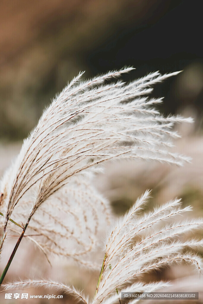 风中摇曳的轻柔白茅草