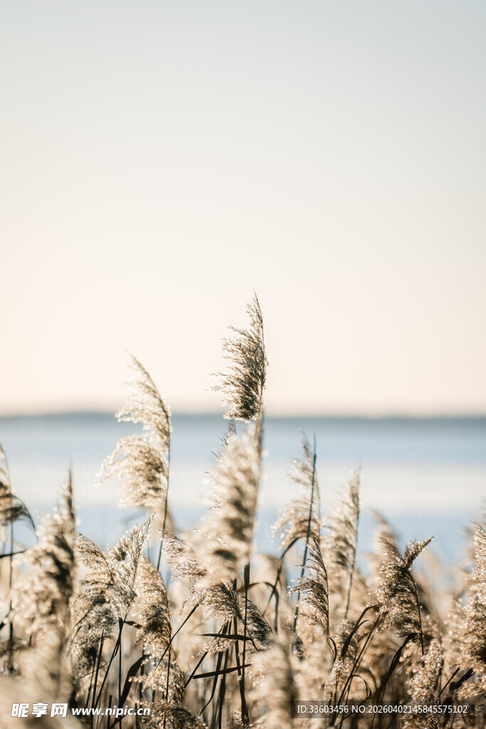 海边芦苇随风摇曳