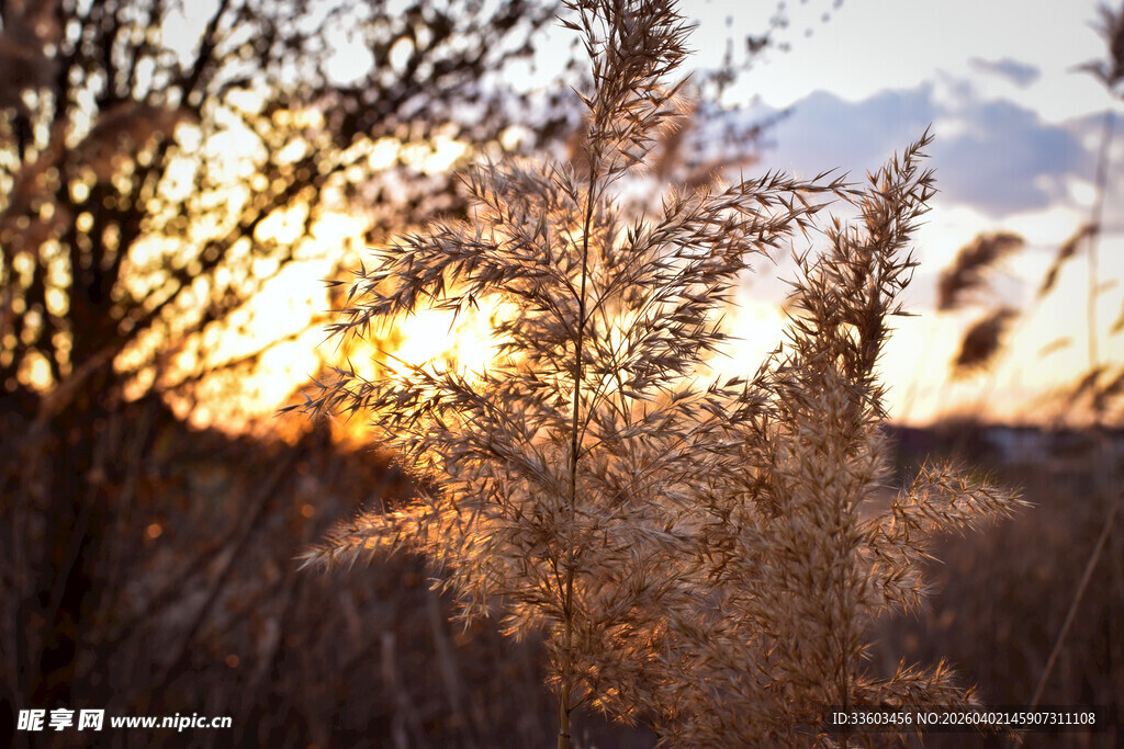 夕阳下的金黄植物景观