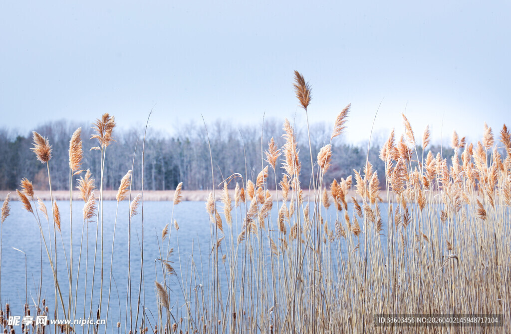 冬日湖畔芦苇美景
