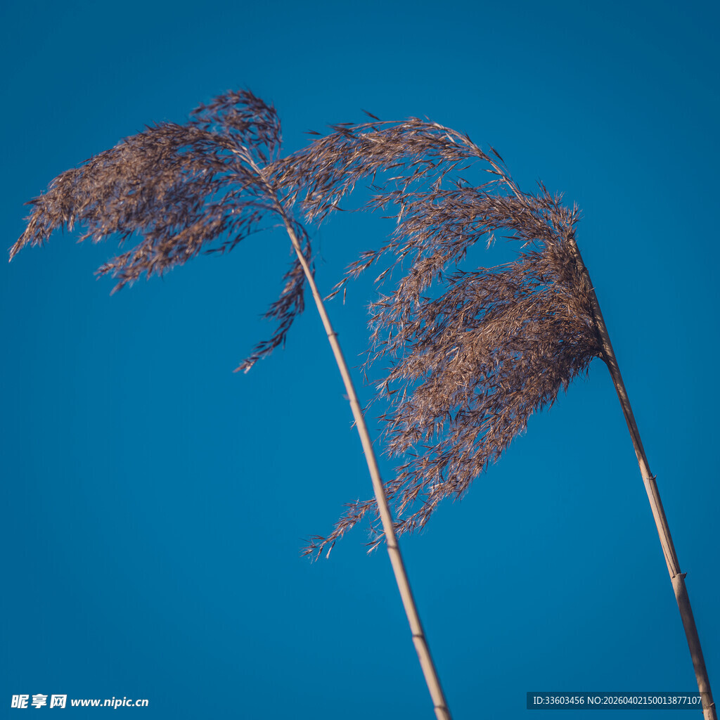 蓝天下摇曳的两株芦苇