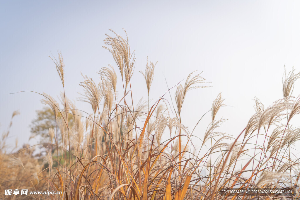 阳光下的金黄芦苇