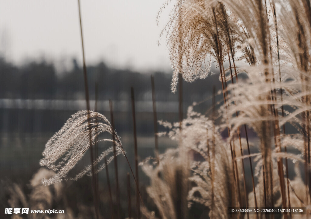 秋日芦苇荡美景