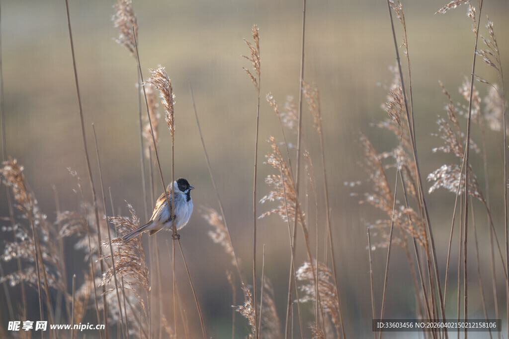 芦苇丛中的小鸟
