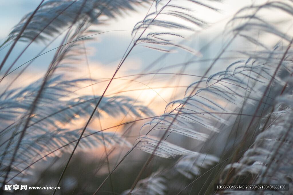 冬日芦苇间的落日美景