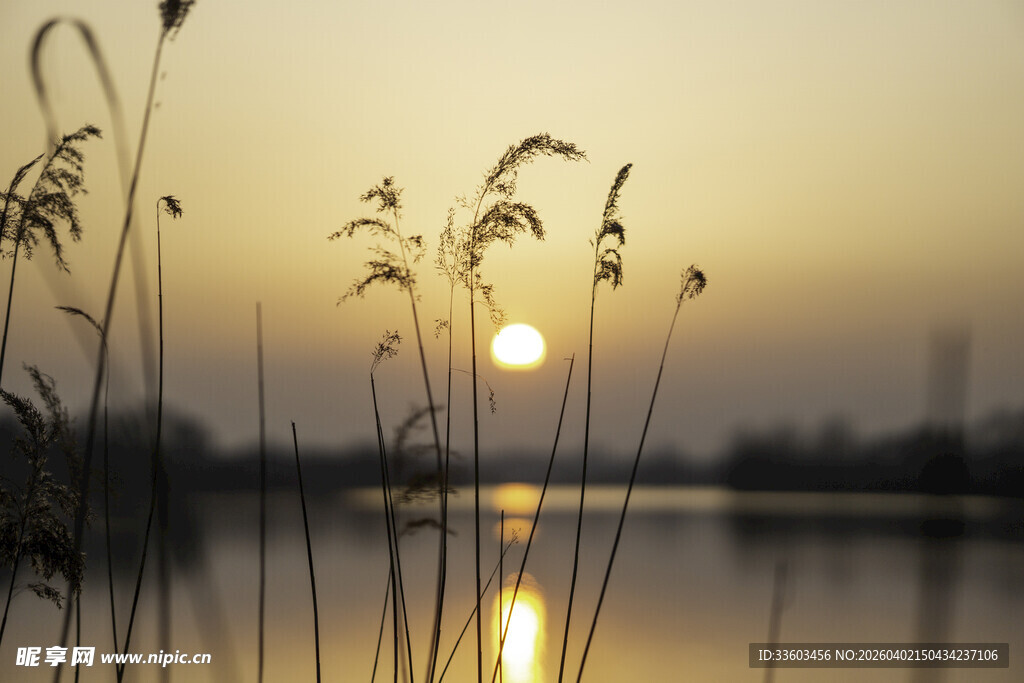 夕阳下湖畔摇曳的芦苇