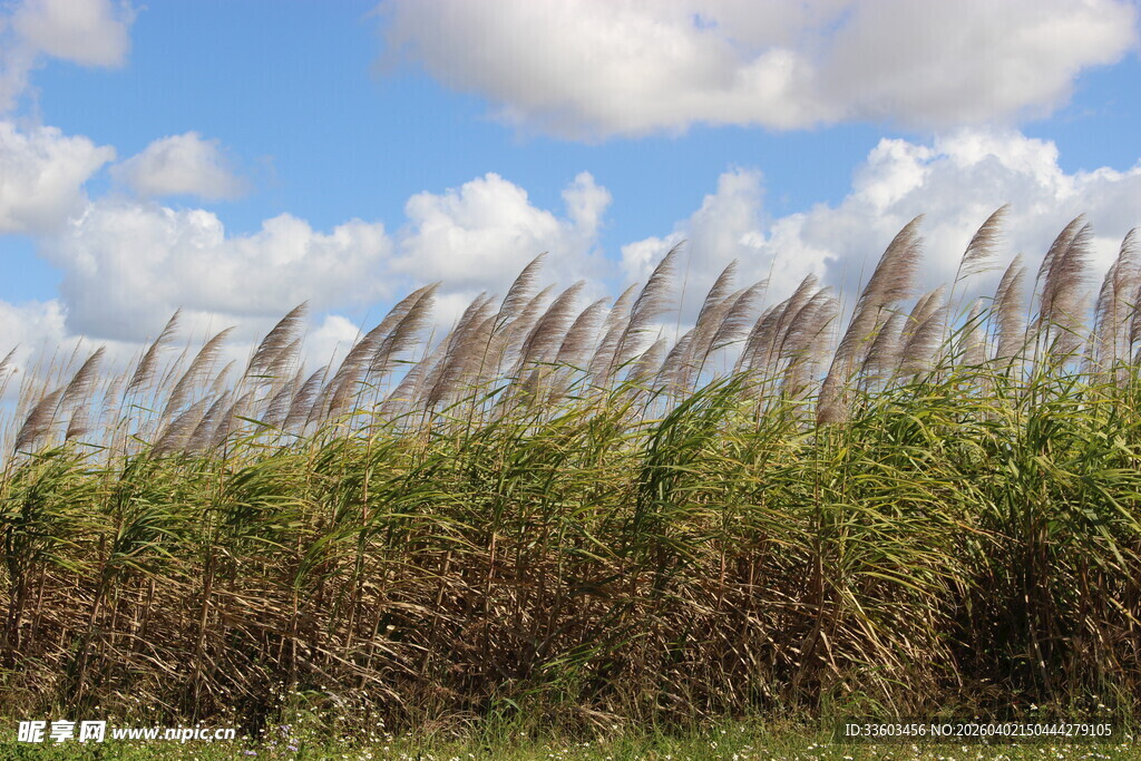 蓝天白云下的摇曳芦苇