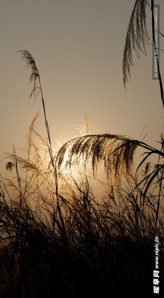 夕阳下的芦苇剪影