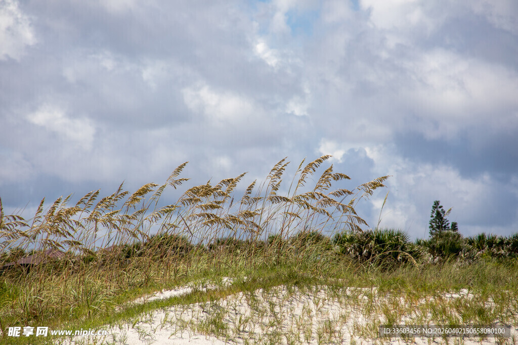 海边沙丘上的摇曳草