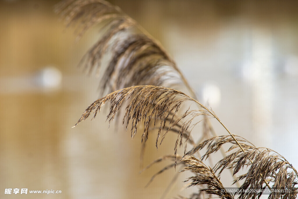 摇曳的芦苇