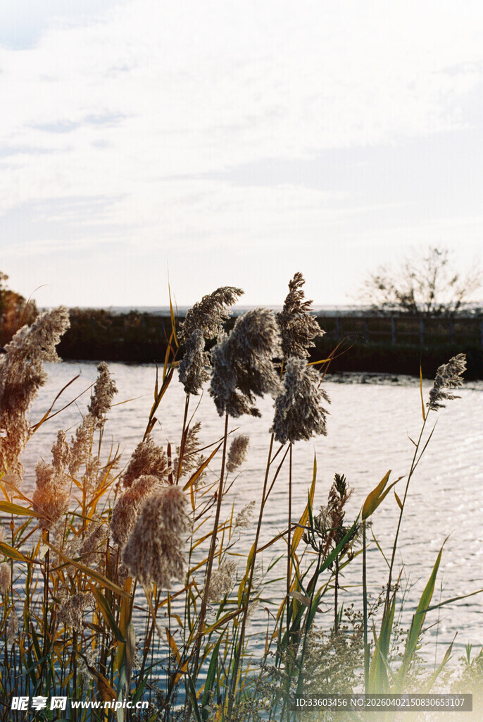 湖畔芦苇在微风中摇曳