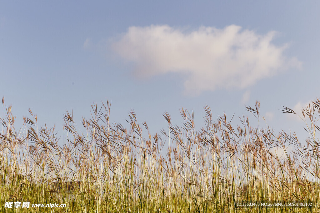 蓝天白云下的摇曳芦苇