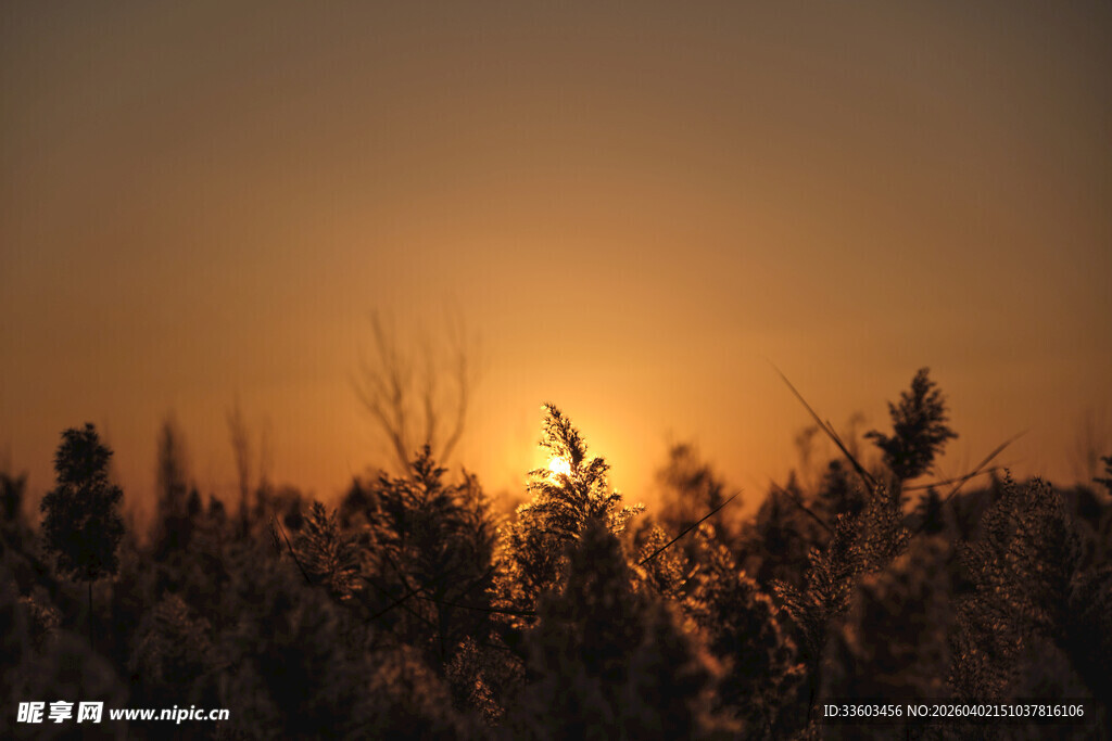 夕阳下的麦田美景