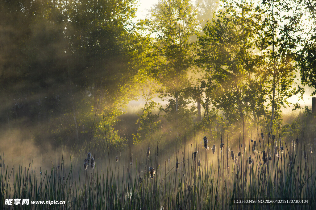 晨光下的芦苇与树林美景