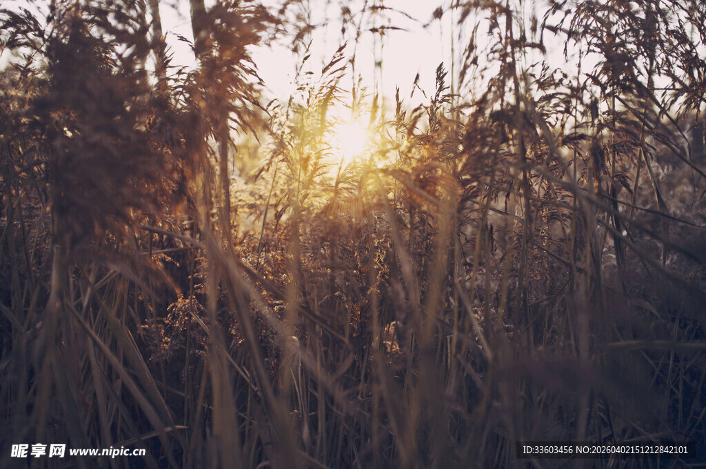 夕阳下的芦苇丛景观