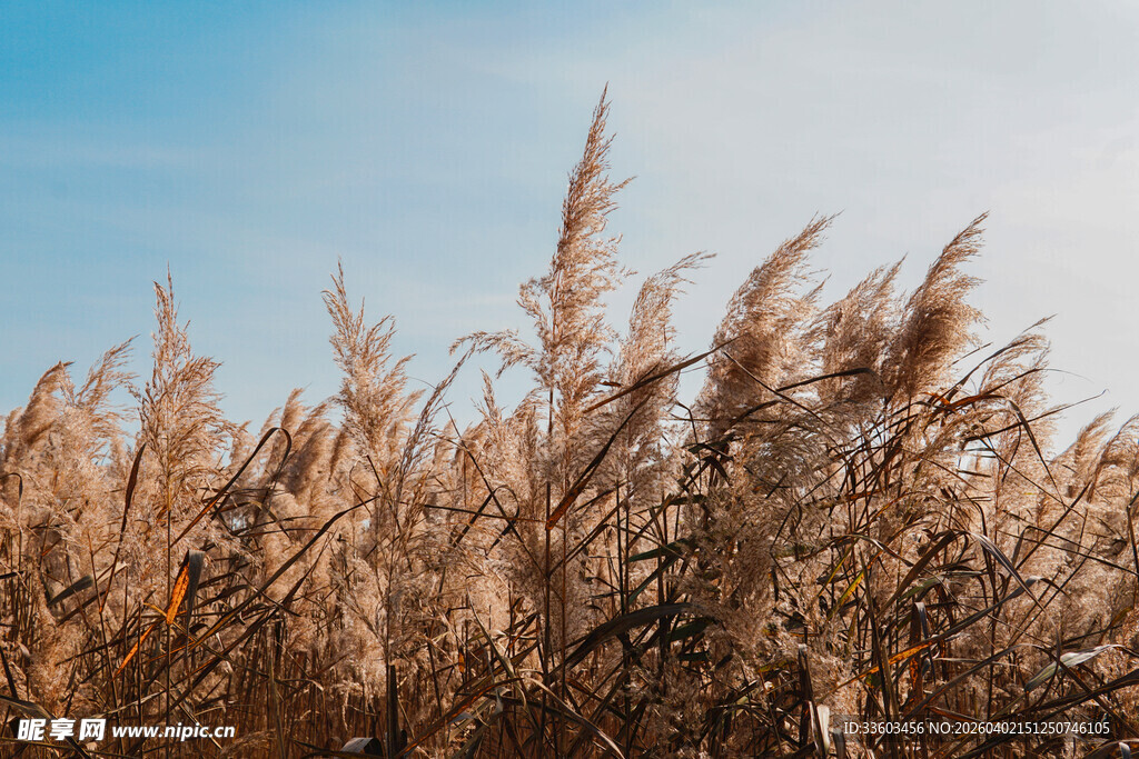 秋日芦苇荡
