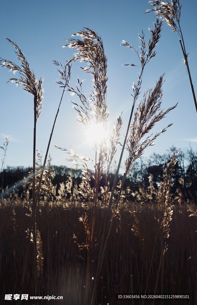 阳光下的芦苇美景