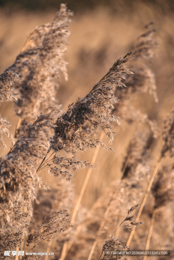 秋日风中摇曳的芦苇