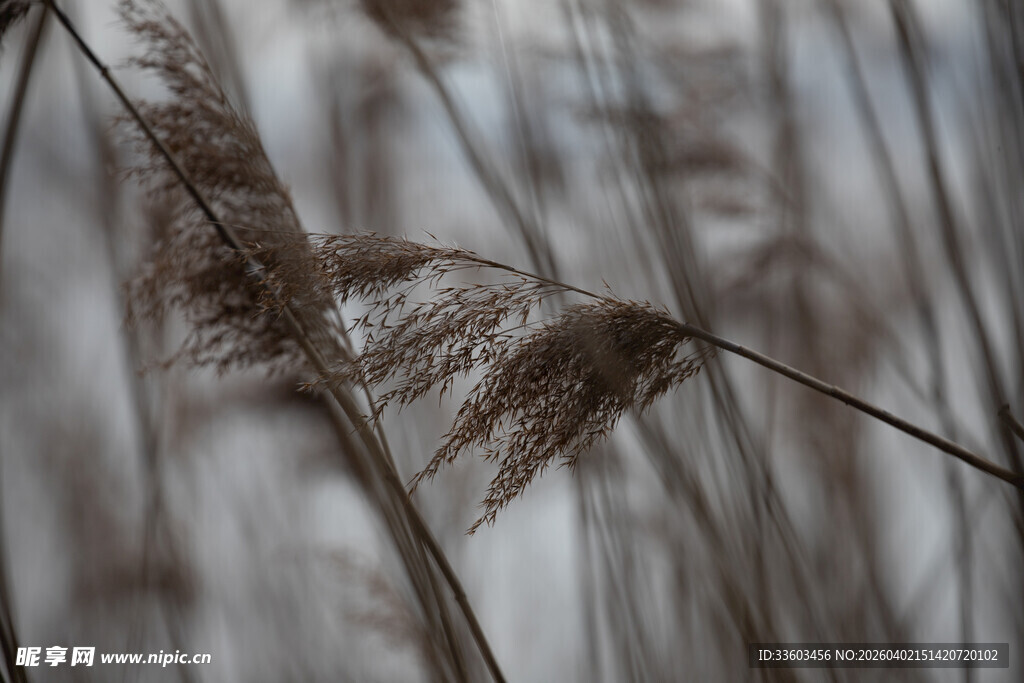 冬日芦苇特写