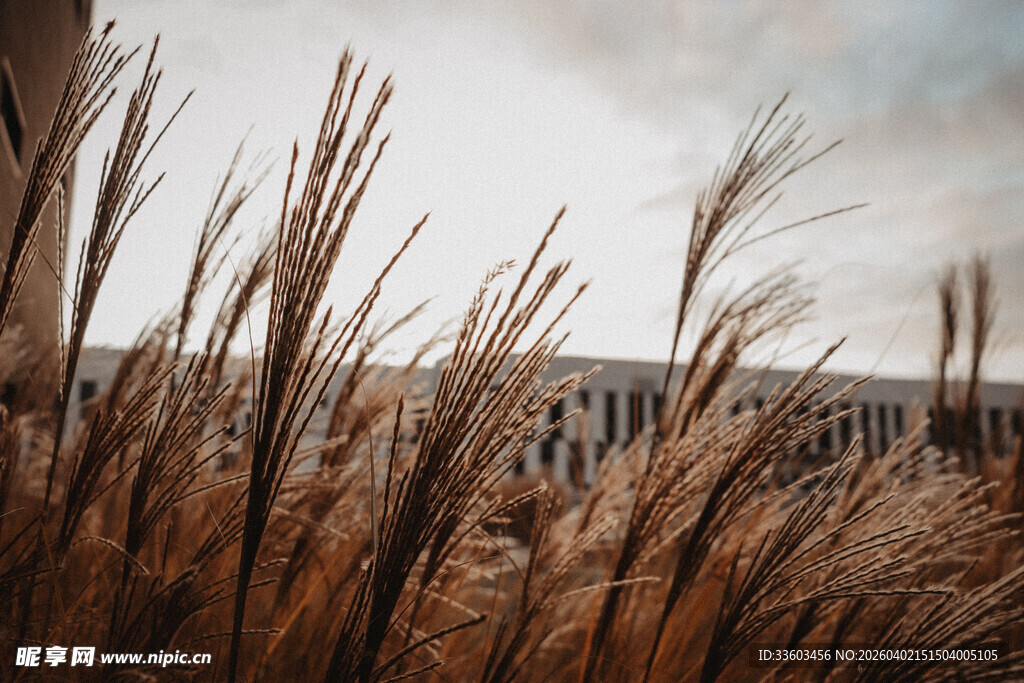 秋日芦苇荡风景