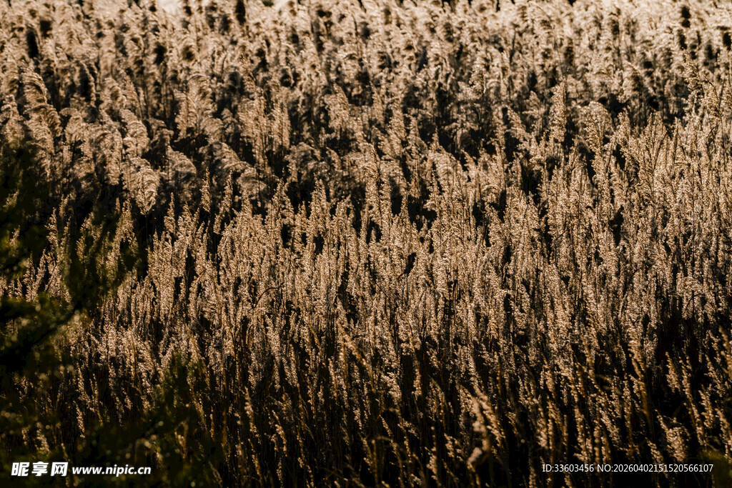 金黄芦苇荡美景
