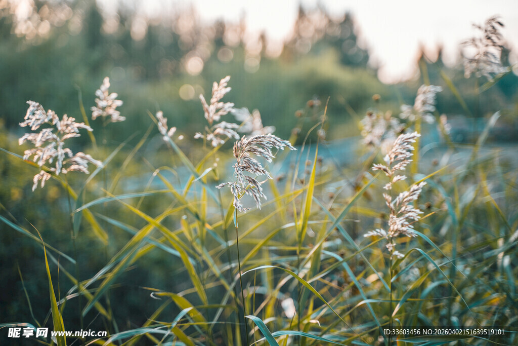阳光下的清新野生花草