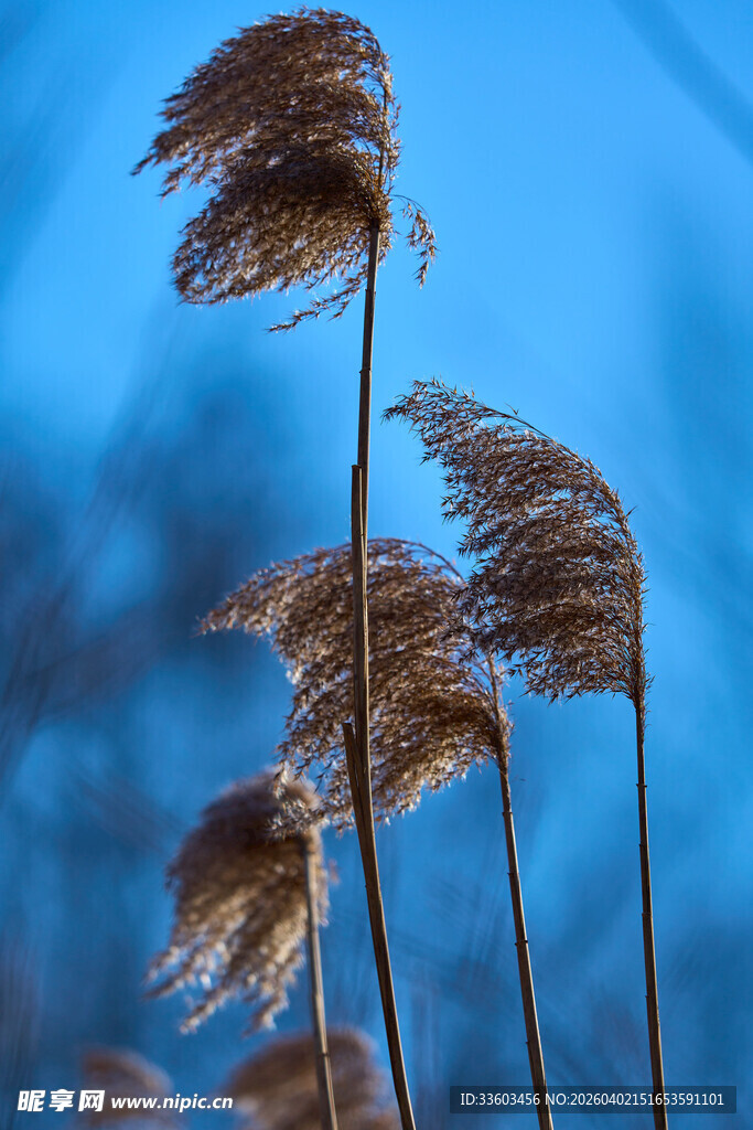 蓝天下摇曳的芦苇
