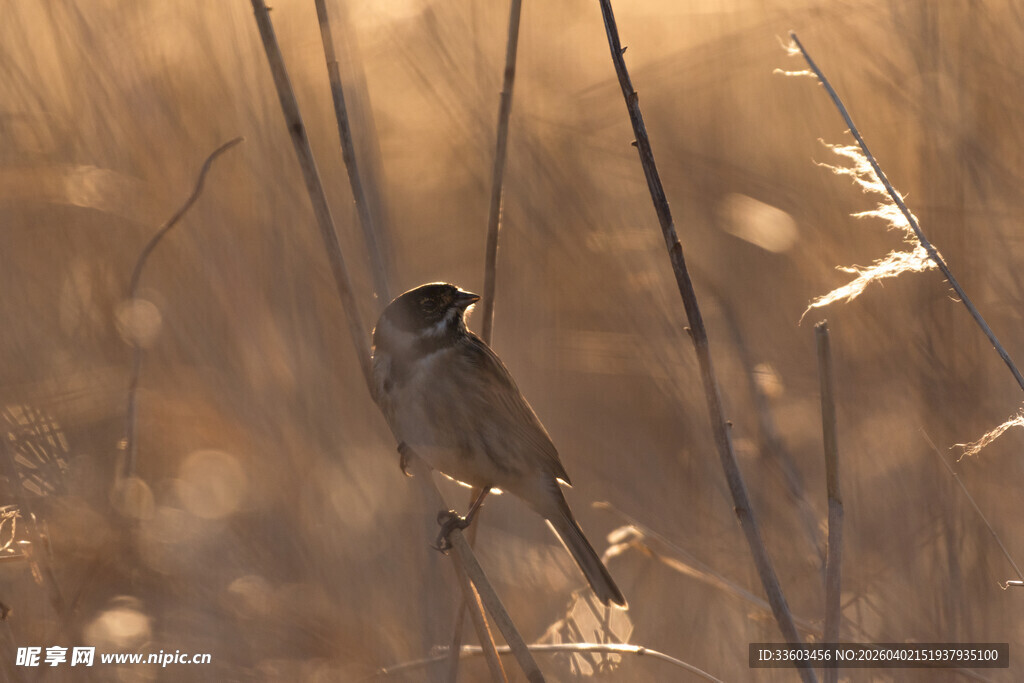 芦苇丛中的小鸟