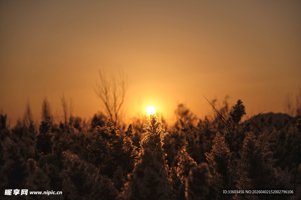 夕阳下的金色玉米田