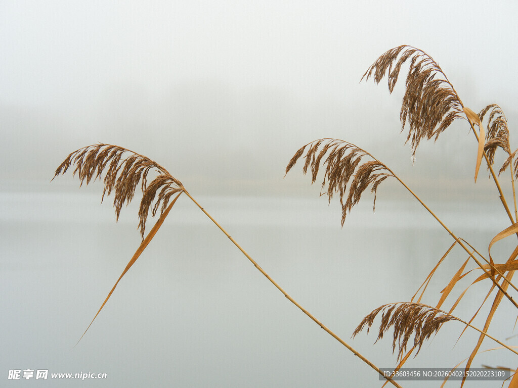 雾中芦苇