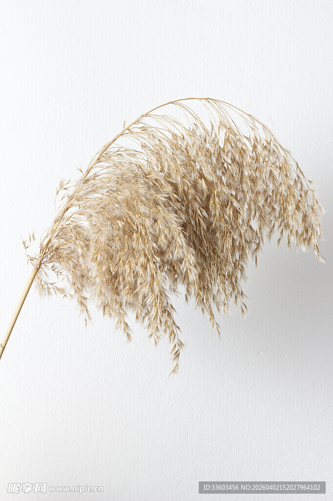 干枯芦苇枝特写