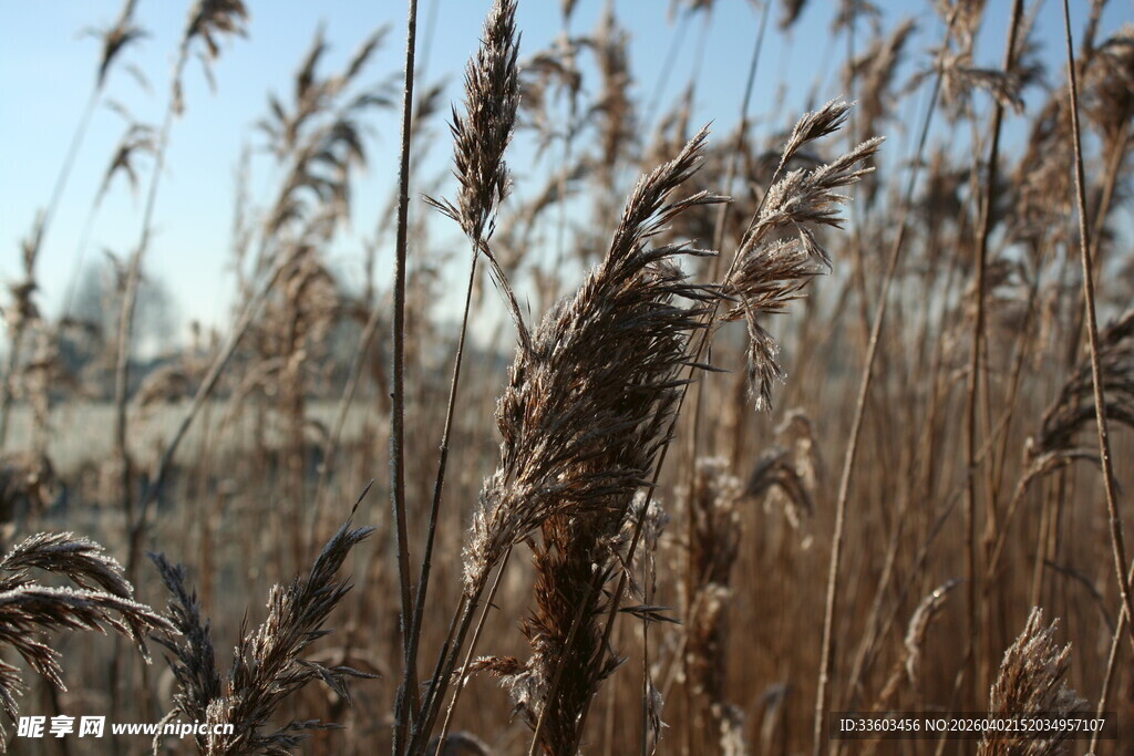 冬日芦苇荡