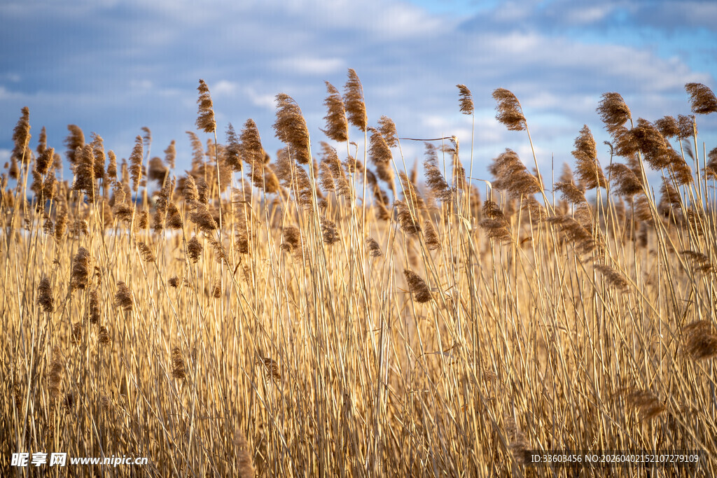 秋日芦苇荡美景