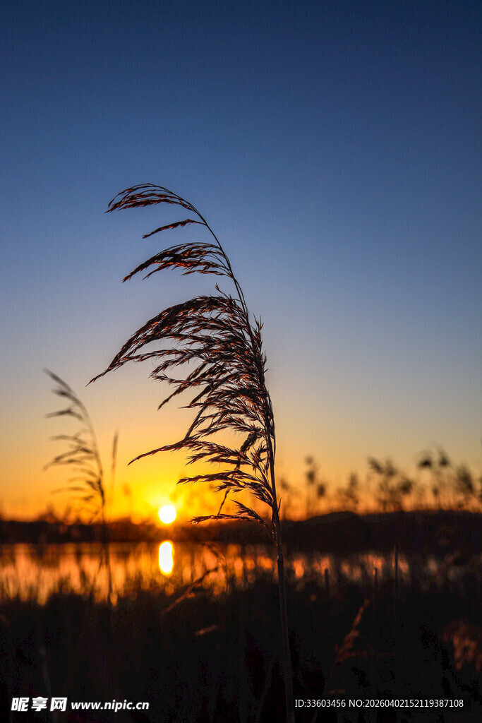 夕阳下的芦苇美景