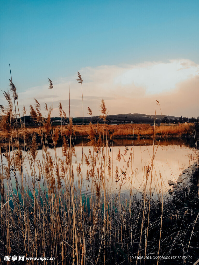 湖畔芦苇映夕阳美景