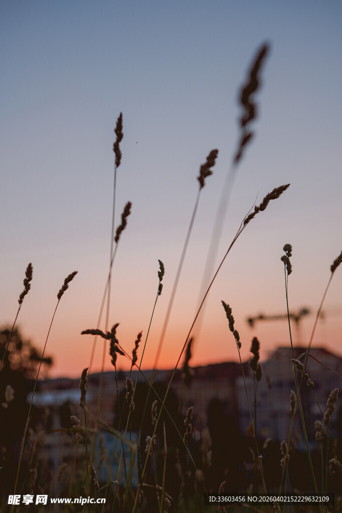 夕阳下的草影摇曳