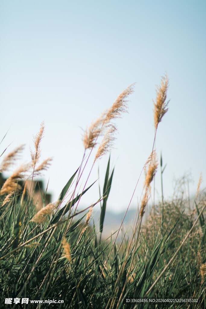 风中摇曳的芦苇