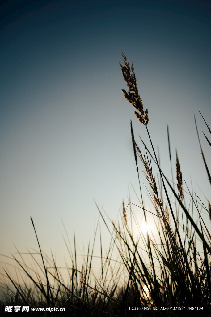 夕阳下的芦苇剪影