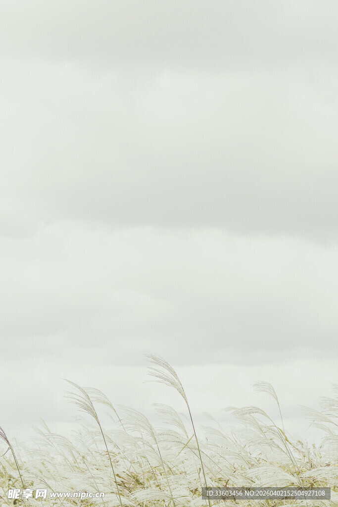 草原上的朦胧天空与草