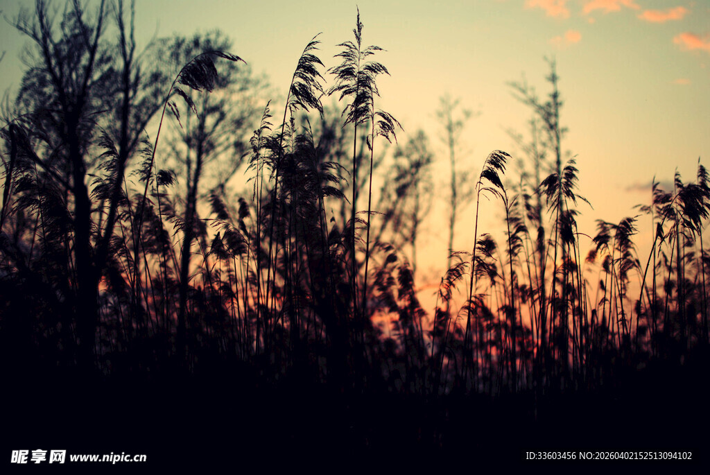 夕阳下的芦苇剪影