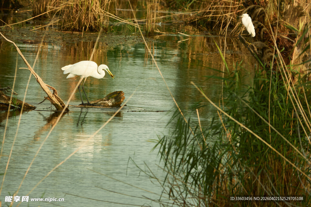 白鹭栖息于水边湿地