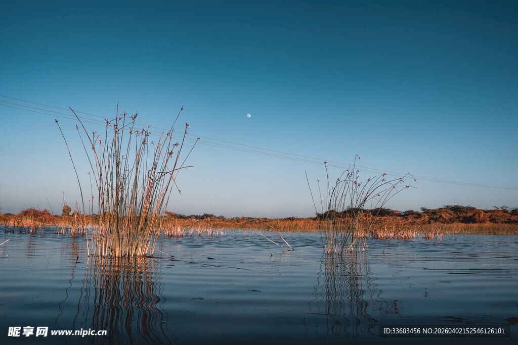 静谧水域中的芦苇景观