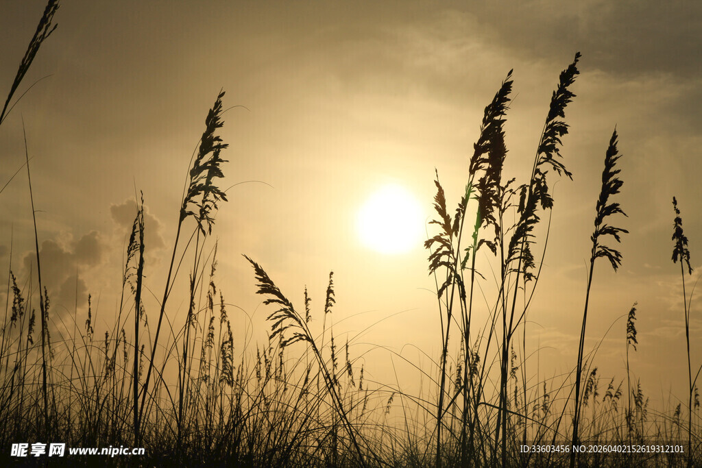 夕阳下的芦苇剪影