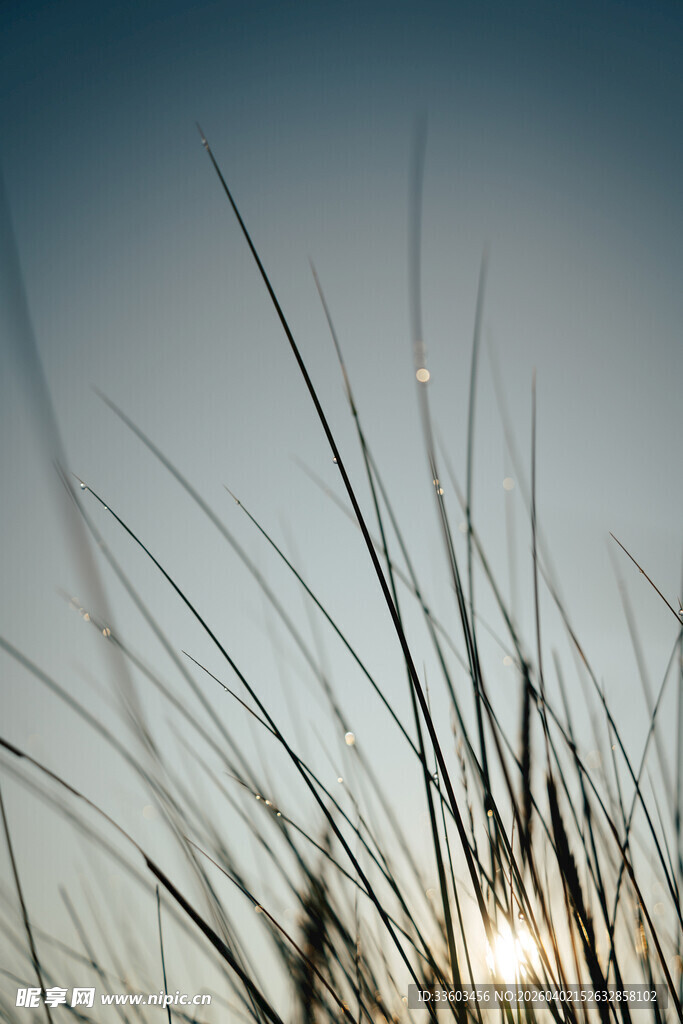 夕阳下的草尖美景