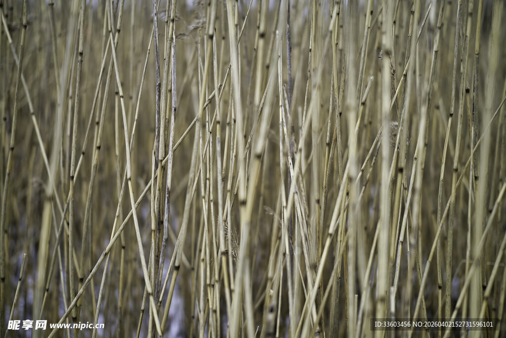 干枯芦苇丛