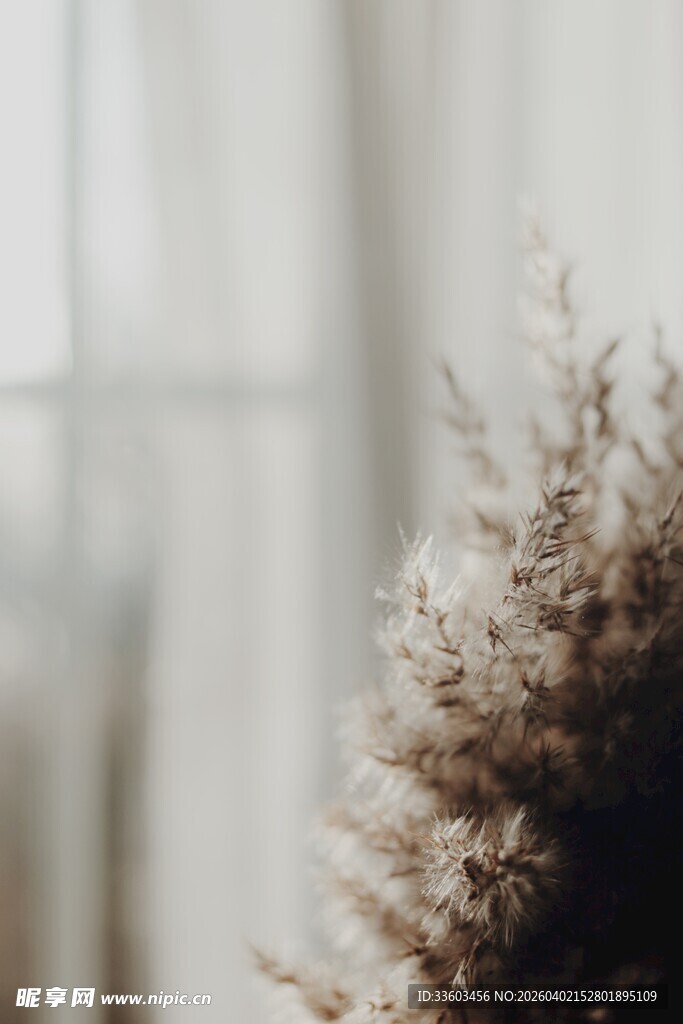 室内模糊背景中的植物特写